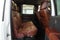 2011 Ford F-250SD King Ranch CREW CAB 4X4