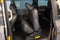 2013 Toyota Sienna SE 8 Passenger (PRE - AUCTION SPECIAL )